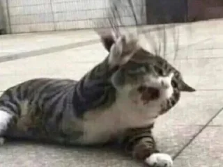 Telegram sticker 👃 @adenazzz