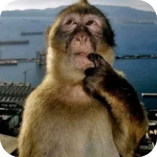 Telegram sticker 🧐 goon lu