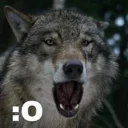 Video sticker 😊 wolf moods