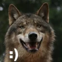 Video sticker 😀 wolf moods