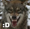 Video sticker 😡 wolf moods