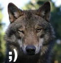 Telegram sticker 😋 wolf moods