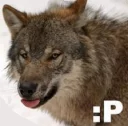 Telegram sticker 😝 wolf moods