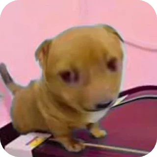 Telegram sticker 🐶 Memes flops
