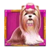 Video sticker 😄 Slots @spins