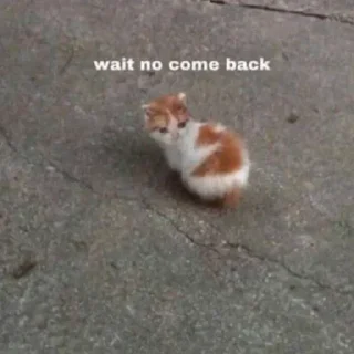 Video sticker 🐾 @Hex_a_decimal's kang pack Vol.7