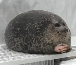 Video sticker 🚫 @Hex_a_decimal's kang pack Vol.7