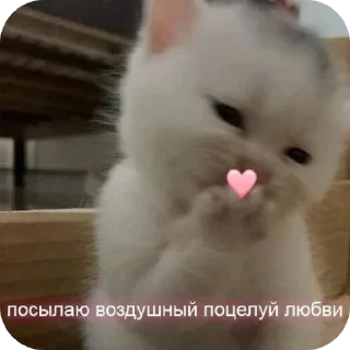 Telegram sticker 😘 Бля