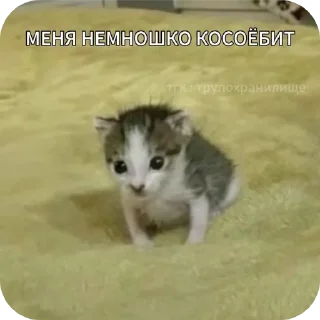 Telegram sticker 😡 Бля