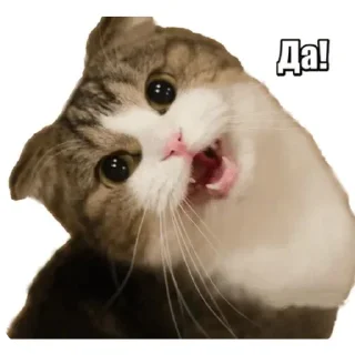 Video sticker 🐱 Бля