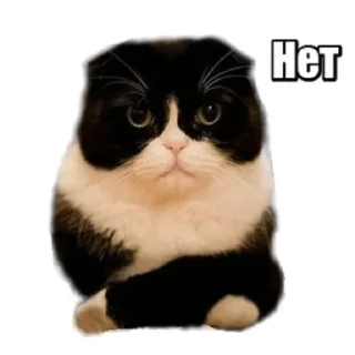 Video sticker 🐱 Бля