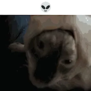 Video sticker 👽 funny cats pt. 2 :: @fStikBot