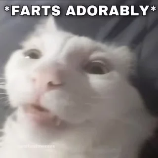 Video sticker 💨 funny cats pt. 2 :: @fStikBot