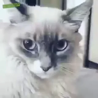 Video sticker 🌟 funny cats pt. 2 :: @fStikBot