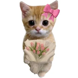 Sticker 🐱 Memes bia