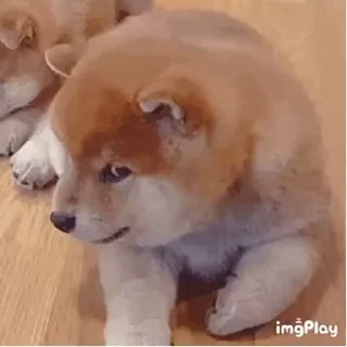 Video sticker 🐶 xaoe