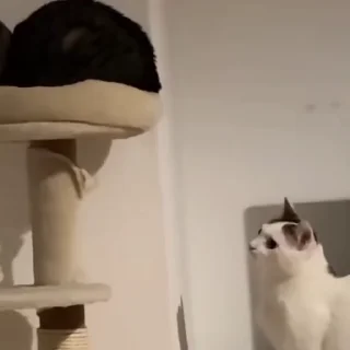 Video sticker 🌟 C🐈TS | @emojis4