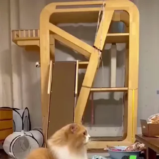 Video sticker 🌟 C🐈TS | @emojis4