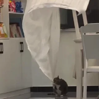 Video sticker 🌟 C🐈TS | @emojis4