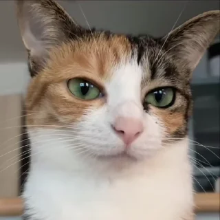 Video sticker 🐾 Meow @CMariymariy