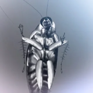 Video sticker 🪳 Больше стиков тут: @stikery4