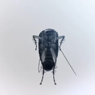Video sticker 🪳 Больше стиков тут: @stikery4