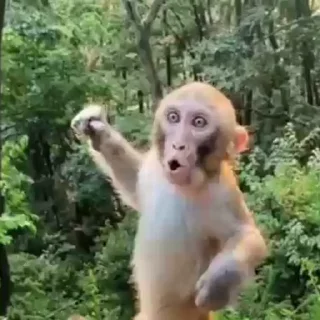 Video sticker 😯 yassey :: @fStikBot