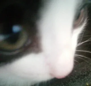 Telegram sticker 🥺 protagonista :: @fStikBot