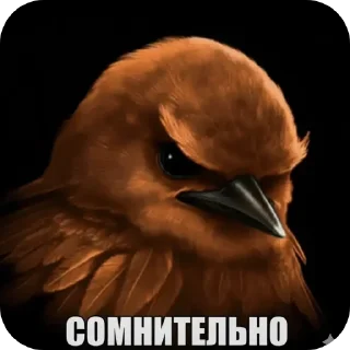 Video sticker 🐦 мэмчик
