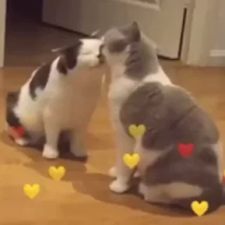 Video sticker ❤️ Забавные животные (@safthome)