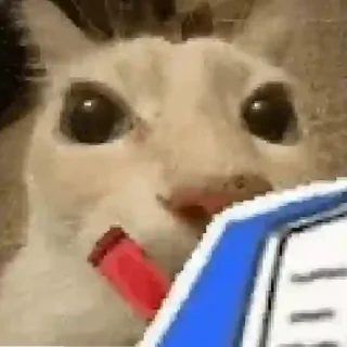 Telegram sticker 😫 zap