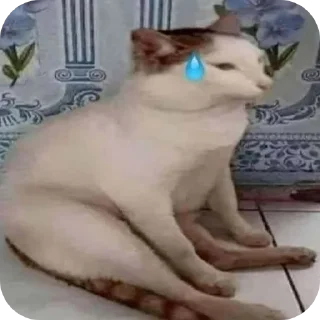 Video sticker 🐱 Juahu do balacobaco💥🪻