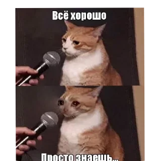 Video sticker 👍 Мемы :: @fStikBot