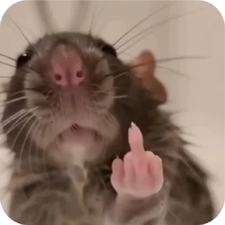 Sticker 🐱 ratties @yyuuvvaa :: @fStikBot