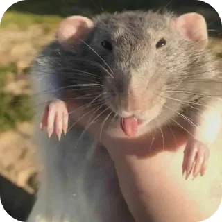 Video sticker 🐱 ratties @yyuuvvaa :: @fStikBot