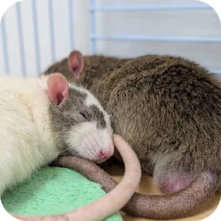 Video sticker 🐱 ratties @yyuuvvaa :: @fStikBot
