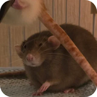Telegram stiker 🐾 ratties @yyuuvvaa :: @fStikBot