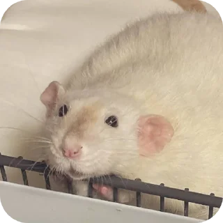 Telegram stiker 🐾 ratties @yyuuvvaa :: @fStikBot