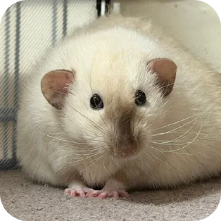 Video sticker 🐾 ratties @yyuuvvaa :: @fStikBot