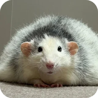 Telegram stiker 🐾 ratties @yyuuvvaa :: @fStikBot
