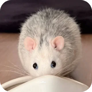 Telegram stiker 🐱 ratties @yyuuvvaa :: @fStikBot