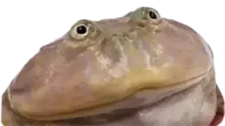 Telegram sticker 🐸 Все стикеры тг кликай и бери 👉 @stiki_tg_nah_canal
