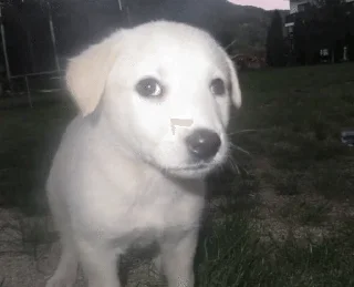 Video sticker 🌟 Puppy Eyes :: @fStikBot