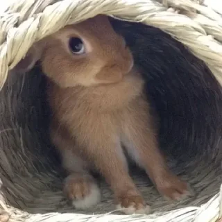 Video sticker 🍓 (=^-ω-^=)♪♪ molowko @StickersPackRobot