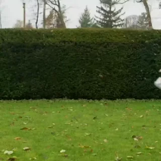 Video sticker 🏃‍♂️ 𝗠 𝗢 𝗢 𝗡 𝗦 月⃝ @MoonsGC 🌺 1.0