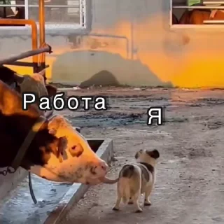 Video sticker 😡 Больше стикеров тут: @stikery_emodzi_memy