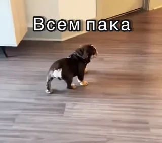Video sticker 😉 Больше стикеров тут: @stikery_emodzi_memy