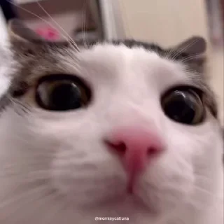 Video sticker 🥺 peter's mind