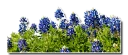 Video sticker 🌿 Texas!