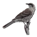 Video sticker 🐤 Texas!